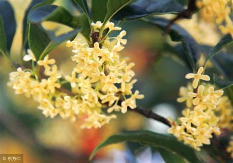 門口種桂花|院子裡種桂花樹的禁忌，庭院東方和大門口種植